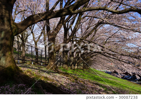 April Tama area 10 cherry blossoms in full bloom Hirao housing complex April Tama area 10 cherry blossoms in full bloom Hirao housing complex 30087238