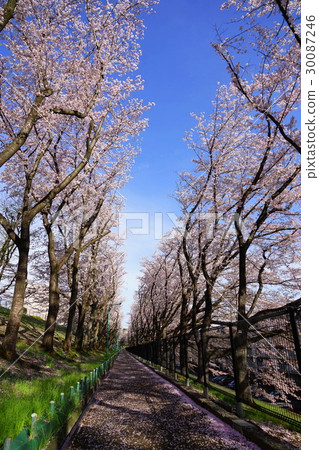 April Tama area 18 cherry blossoms in full bloom Hirao housing complex April Tama area 18 cherry blossoms in full bloom Hirao housing complex 30087246