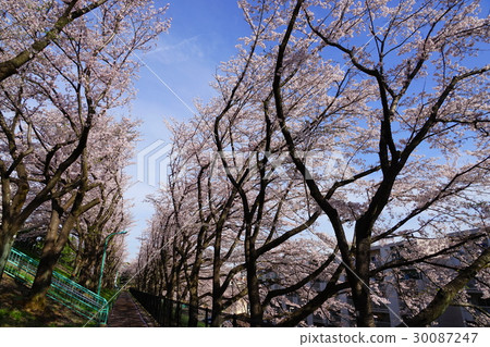 四月多摩地區19朵櫻花盛開平尾複雜的莊園 四月多摩地區19朵櫻花盛開平尾複雜的莊園 30087247