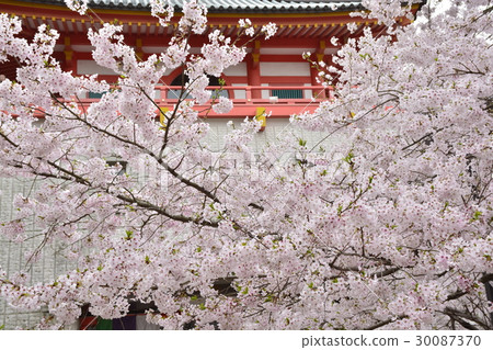 [和歌山縣] Kimitei寺和櫻花（佛堂） 30087370