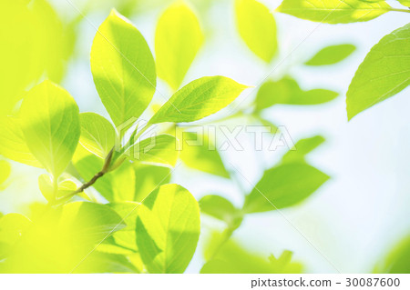 Fresh green Fresh green 30087600