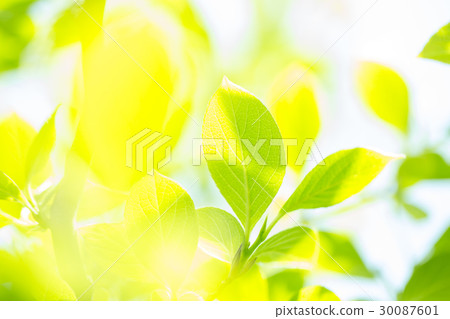 Fresh green Fresh green 30087601