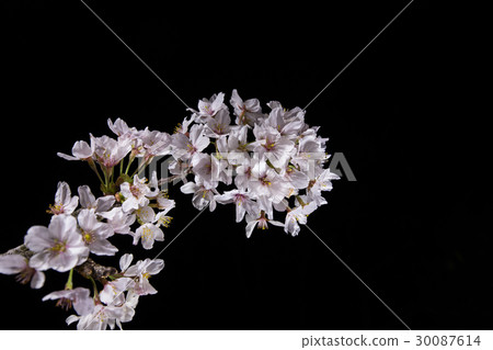 Cherry tree light up Cherry tree light up 30087614