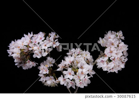 Cherry tree light up Cherry tree light up 30087615