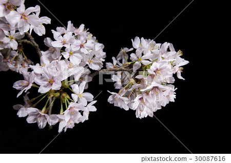 Cherry tree light up Cherry tree light up 30087616