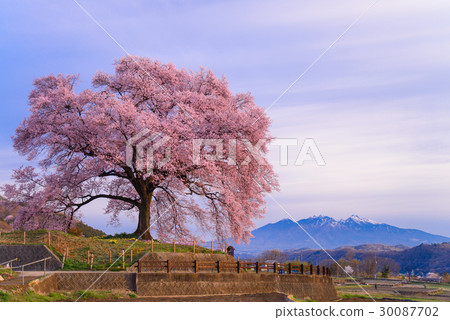 [山梨縣] Wanizuka的櫻花（Wanizuka Sakura） 30087702
