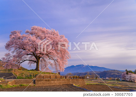 [山梨縣] Wanizuka的櫻花（Wanizuka Sakura） 30087703