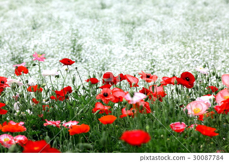 罌粟 罌粟 30087784