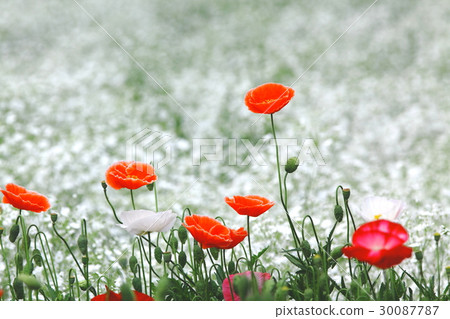 Poppies and blurred grasses 30087787