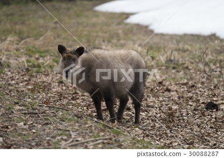 Japanese serow female 30088287
