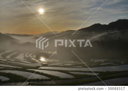 [千葉]大山千枚田的黎明 30088317