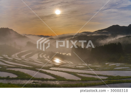 [千葉]大山千枚田的黎明 30088318