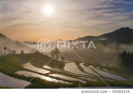 [千葉]大山千枚田的黎明 30088320