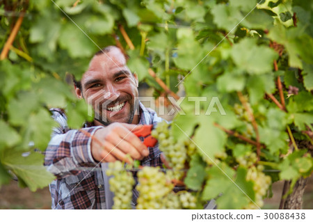 Smiling winemaker harvesting grapes Smiling winemaker harvesting grapes 30088438