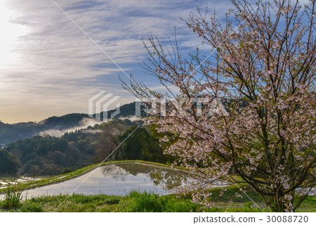 [Chiba Prefecture] Oyama Senmaida Morning 30088720