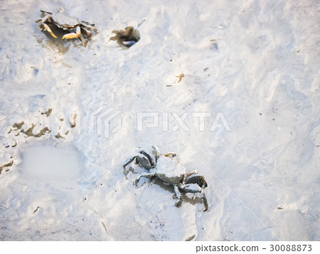 Crab on the wetland 30088873