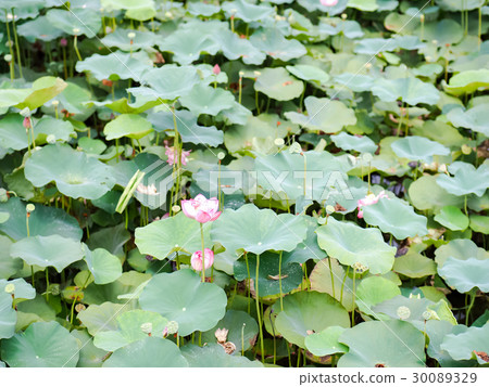 蓮花 蓮花 30089329