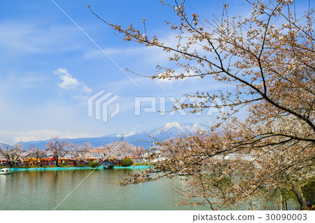 琳達公園的櫻花 琳達公園的櫻花 30090003