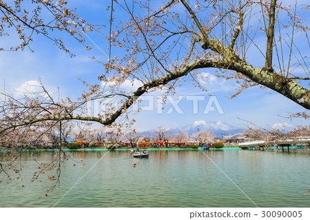 Cherry blossoms in Linda Park 3 Cherry blossoms in Linda Park 3 30090005