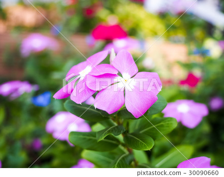 花園 花園 30090660