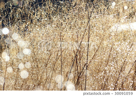 Winter morning dew Winter morning dew 30091059