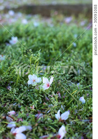 Cherry Blossoms	 30091088