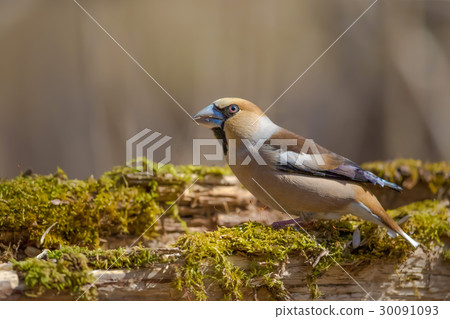 Hawfinch 30091093