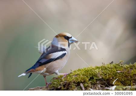 Hawfinch 30091095