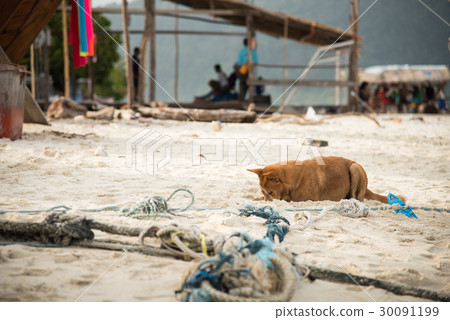 spotted dog digging until head in sand 30091199