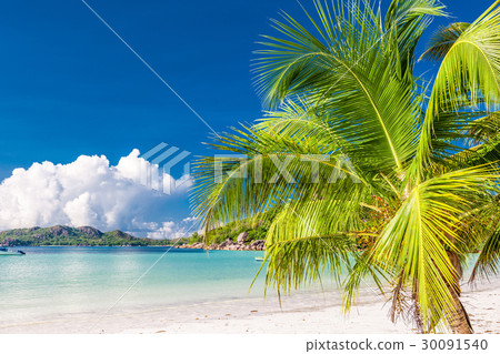 Beautiful beach with palm tree at Seychelles Beautiful beach with palm tree at Seychelles 30091540