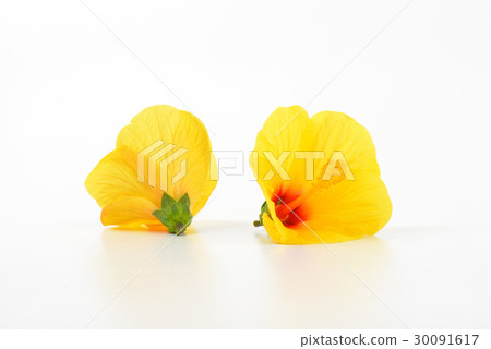 yellow hibiscus blooms yellow hibiscus blooms 30091617