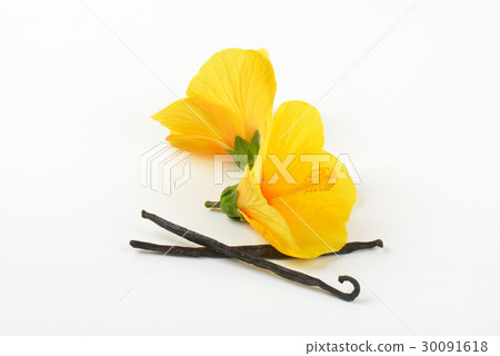hibiscus flowers and vanilla pods hibiscus flowers and vanilla pods 30091618