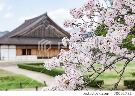 Sasayama Castle Daishoin Sakura 30091781