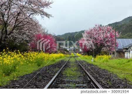 櫻花盛開在Mt. 30091934