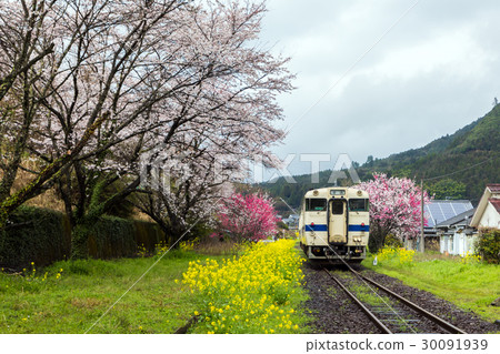 櫻花盛開在Mt. 櫻花盛開在Mt. 30091939