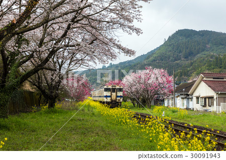 櫻花盛開在Mt. 櫻花盛開在Mt. 30091943