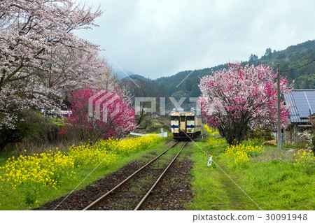 櫻花盛開在Mt. 30091948