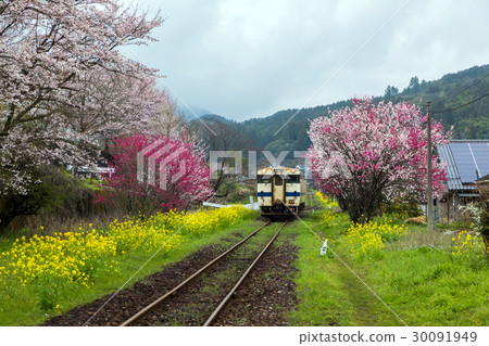 櫻花盛開在Mt. 30091949