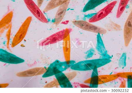 Paramecium caudatum under the microscope Paramecium caudatum under the microscope 30092232