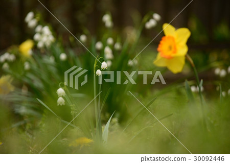 雪花和水仙花 30092446