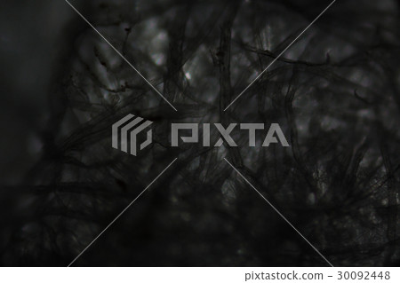 Tissue paper fibers under the microscope Tissue paper fibers under the microscope 30092448