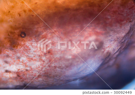 Tomato under the microscope 30092449