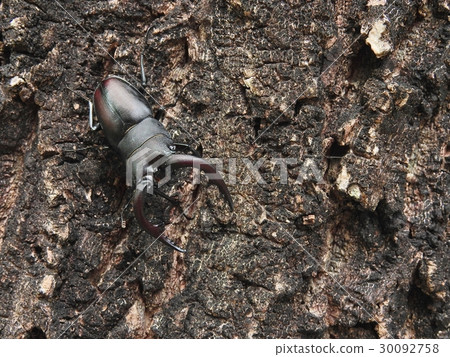 鋸齒草的鋸（岐阜縣瑞穗2016年6月夏天） 30092758