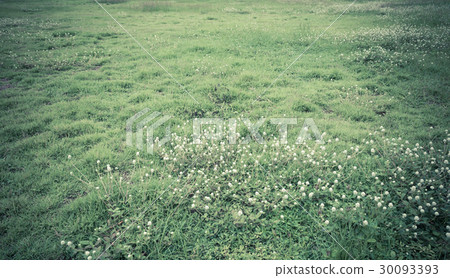 image of Grass field and the globe amaranth flower image of Grass field and the globe amaranth flower 30093393