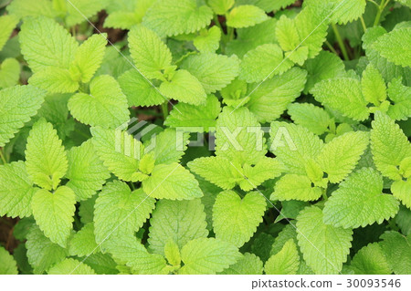 Lemon balm Lemon balm 30093546
