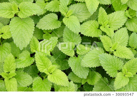 Lemon balm Lemon balm 30093547