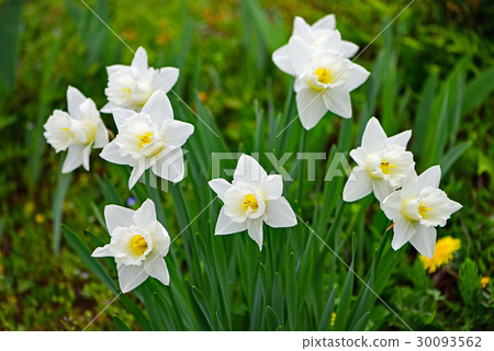 Trumpet daffodil Trumpet daffodil 30093562