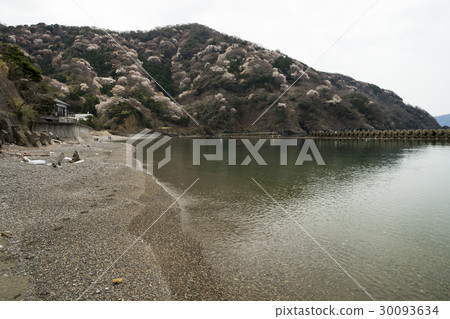 Wild cherry tree of Tsunema peninsula Temple Wild cherry tree of Tsunema peninsula Temple 30093634