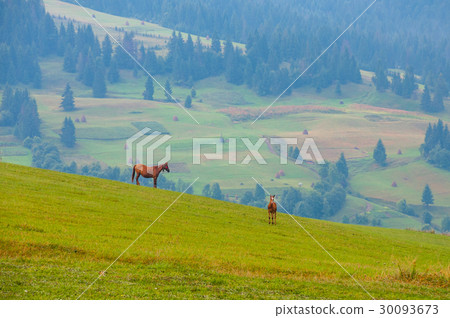 Mare and cute foal grazing on the hillside 30093673