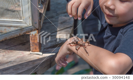 asian boy have leaf insect on his hand. 30094148